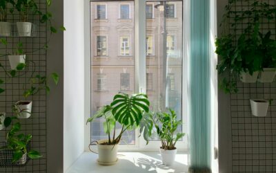 Les plantes d&rsquo;intérieur faciles à entretenir