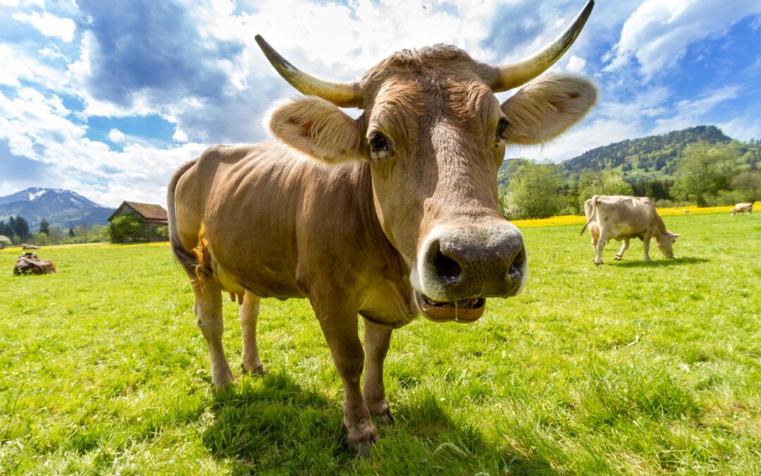 Pourquoi les étudiants ont tout à gagner au Salon de l’Agriculture ?